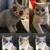 Snailhouse Dress Up Cool Glasses Cat Pet Products Eye-wear Солнцезащитные очки Маленькая Собака Котенок Pet Фото Реквизит Аксессуары Pet Products