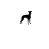 8Italian Greyhound