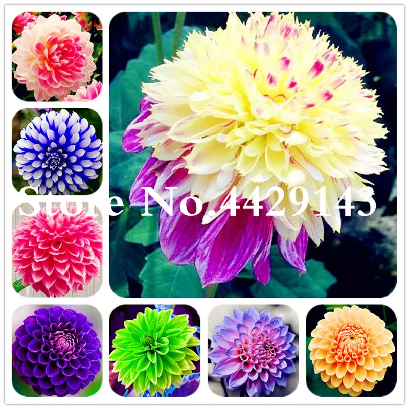 

100 Pcs/Bag for sale Rare Mixed Colors Dahlia Flower Beautiful Perennial Flower Bonsai Dahlia flower plant for DIY Home Garden