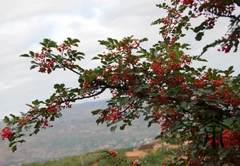 

Zanthoxylum Bungeanum Chinese Prickly-ash Hua Jiao