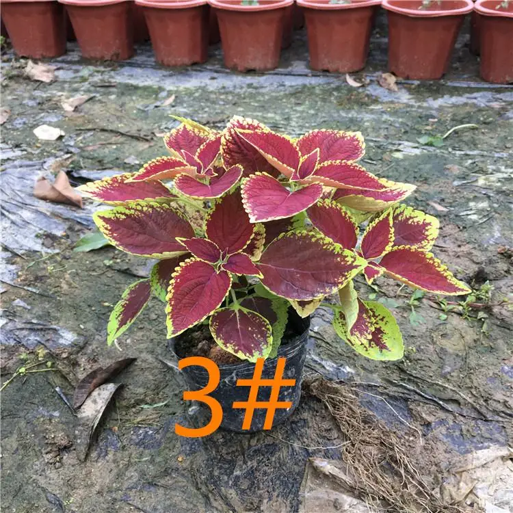 50 шт. свежий настоящий Plectranthus scutellarioides лист OoSementes 1-25 - Цвет: 3
