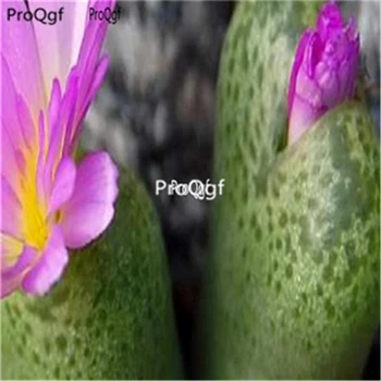 

Ngryise 100pcs a set Conophytum smorenskaduense