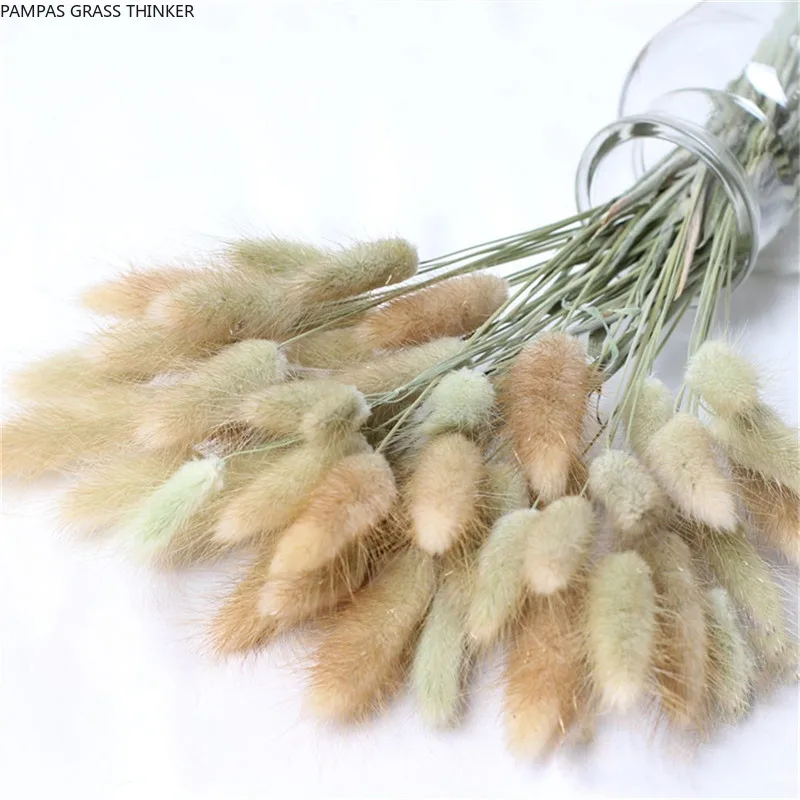 

100pcs Dried Rabbit Grass Bouquet Home Weeding Flower Bunny Tail Natural Plants Floral Home Decoration
