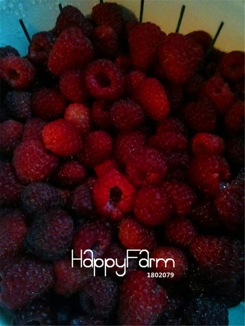 100 шт./пакет по доступной цене! наследие Raspberry сад, без ГМО органические(экологически чистые бонсай фруктовое дерево завод