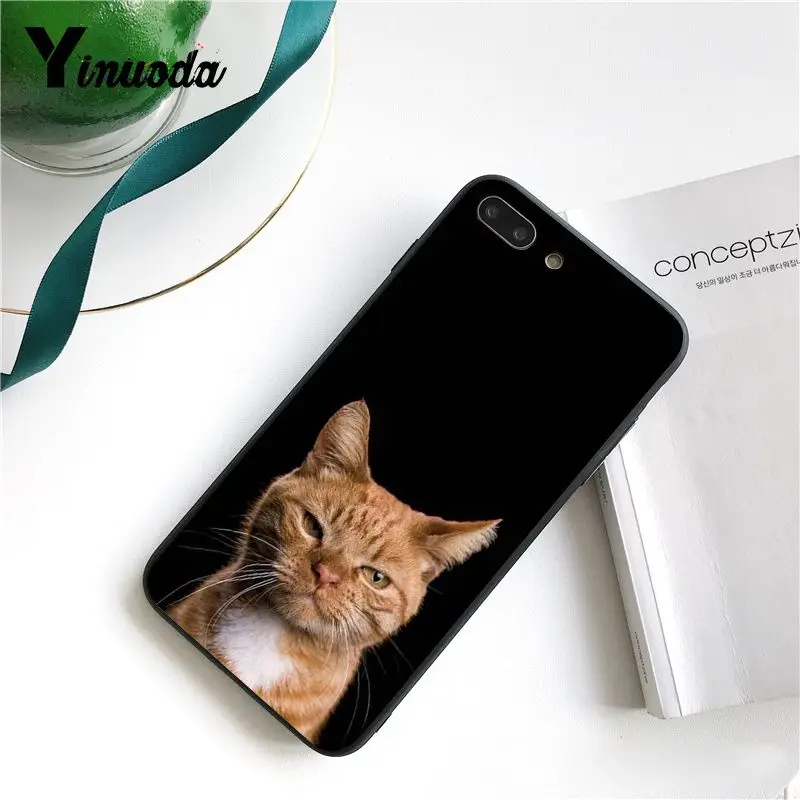 Cute Black Cat Staring Eyes