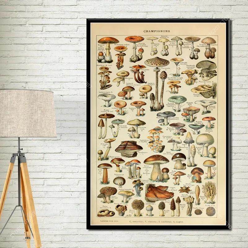 G034 Art Decor Botanical Vegetable Fruit Illustration Vintage Chart Science Wall Art Canvas Painting Silk Poster
