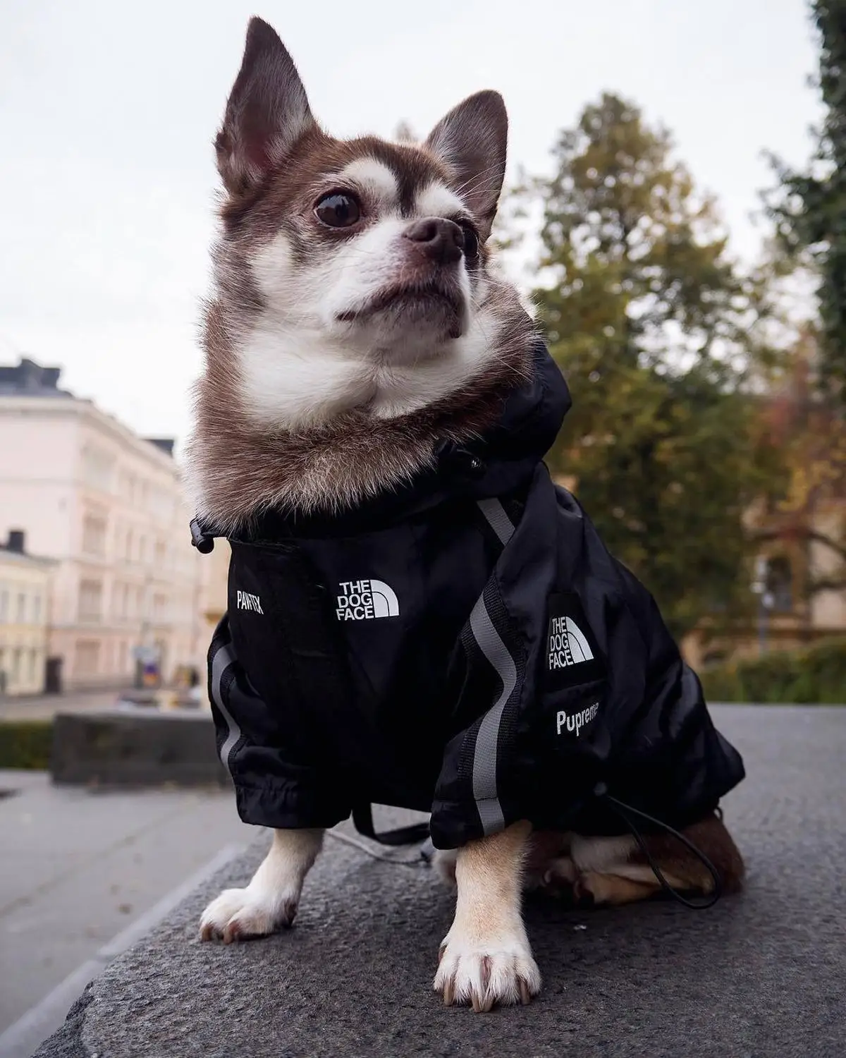 Black Dog Clohtes Зимняя одежда для собак, модная одежда для собак, толстовка с капюшоном, ветровка для собак, одежда для домашних животных, рубашка, ветрозащитная, французский бульдог, мопс, чихуахуа - Цвет: Black Dog Clohtes