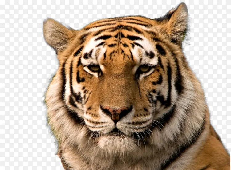 东北虎 金虎 华南虎 虎猫 透明虎背景png图片素材免费下载 图片编号 Png素材网
