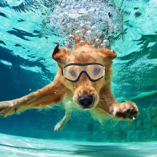 2020 HOT Adjustable Pet Dog Goggles Sunglasses Anti-UV Sun Glasses Eye Wear Protection Waterproof Sunglasses Pet Dog Supplies 1