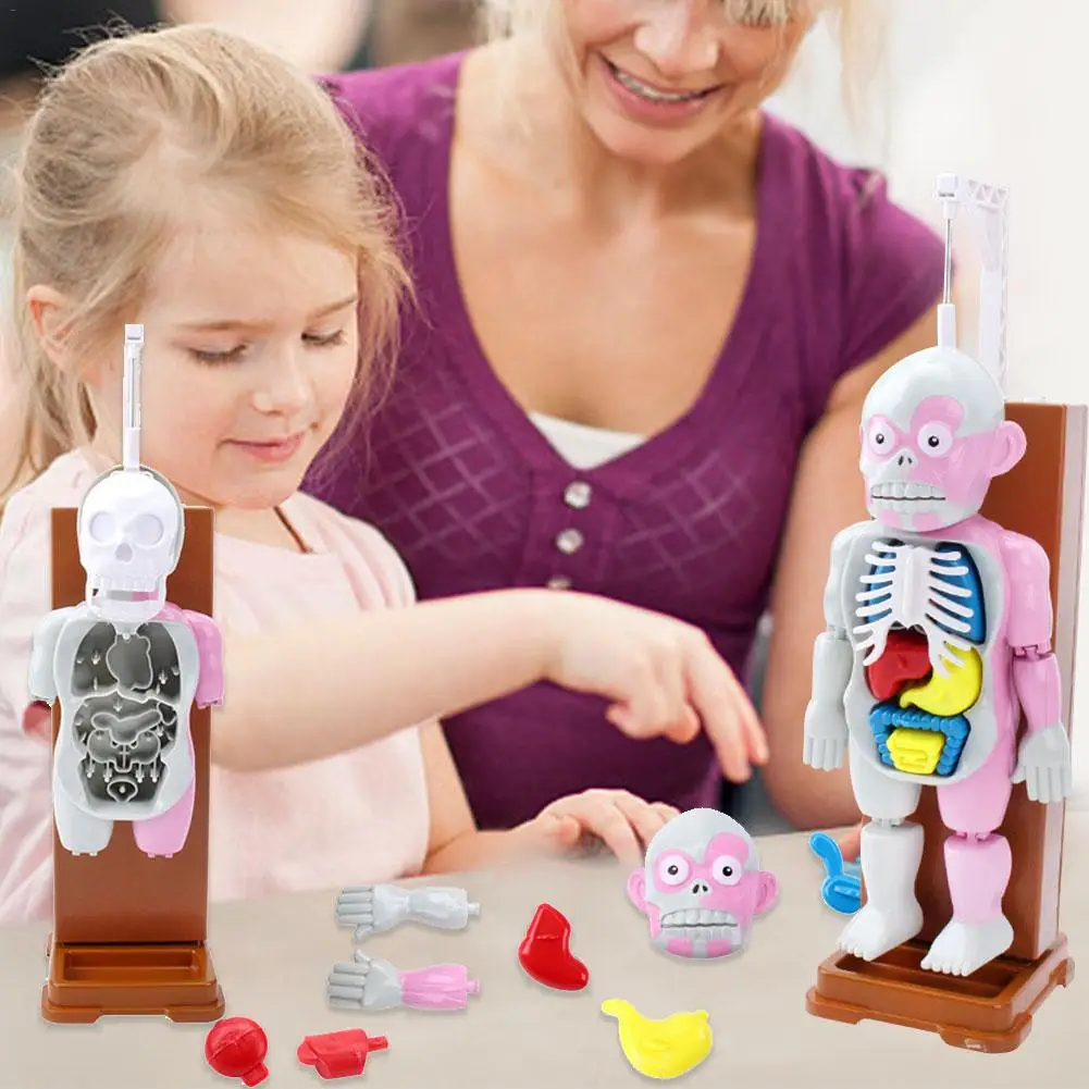  New 4D Assembled Model Human Body Model Teaching Model Puzzle Assembling Toy Desktop Game Model For - 4000376021494