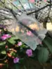 20Pcs Cutting Grafting Rooting Ball Reusable Plant Rooting Ball Sapling Propagation Breeding Box Garden Plant Root Growing Box 5