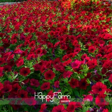 Промо-акция! Темно-красный велюр Петуния карликовые деревья, 100 шт./упак., холодная Харди тепла толерантным красивые цветы,# L6GS1A