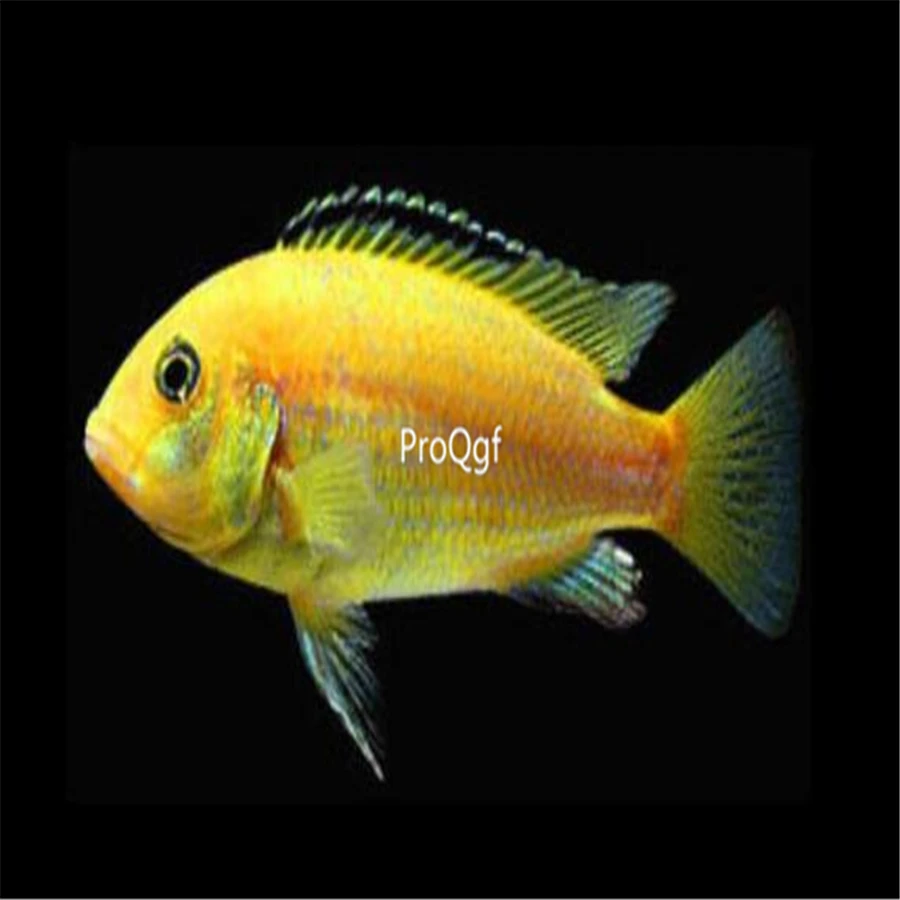 Ngryise комплект из 2 предметов Cichlidae feizhouwangzi