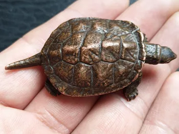 

Classic gift Little turtle