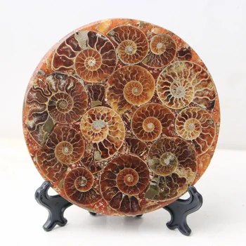

1PC Ammonite Fossil Shell Plate Free Disk Collection Home Decor