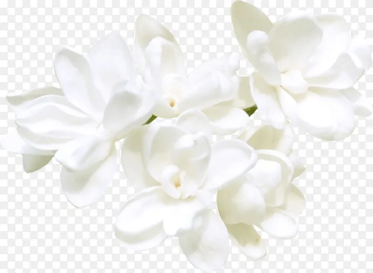 剪贴画png图片图片花景茉莉花白花png图片素材免费下载 图片编号 Png素材网