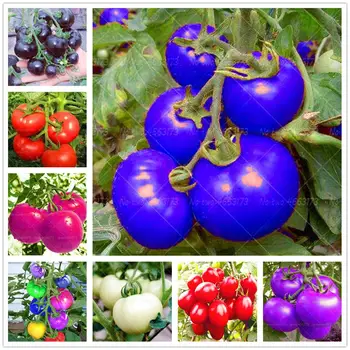 

Plant Flower Bath Salts Rainbow tomato Essence 100Pcs XZZ-82