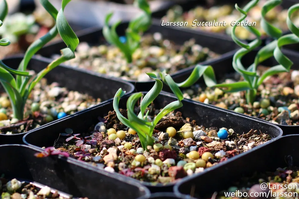 100 шт свежий настоящий альбукка намакенсис пекарь-Tanhuangcao-Succulent F Oosementes