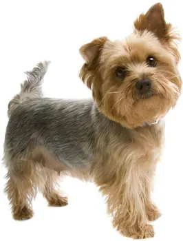 

Tuzikov Tuzik overalls Yorkshire Terrier warm № 1 Bitch