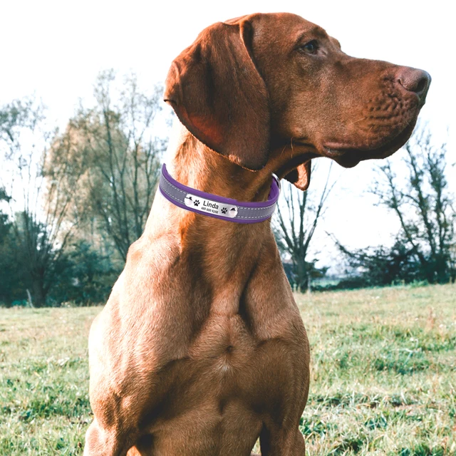Custom Engraved Leather Dog Collar Reflective ID Tag for Pets - Image 6