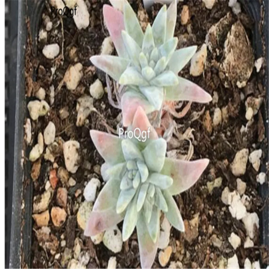 Ngryise 1 шт. набор Dudleya brittonii кластер