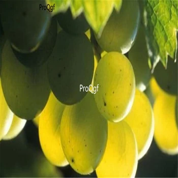 

Ngryise 3000Pcs A Set Chenin blanc grape