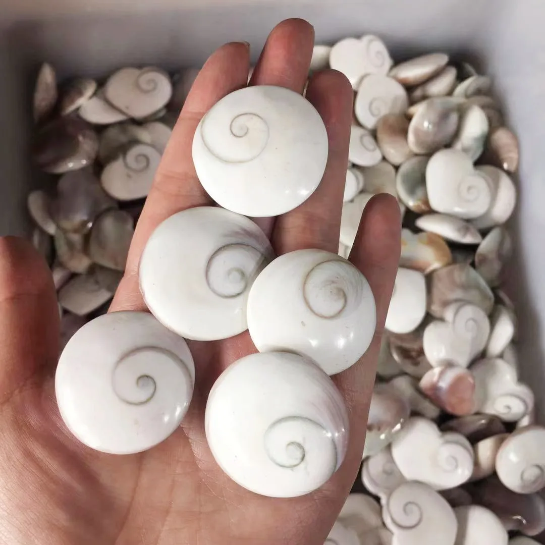 5Pcs Natural Sun Shell Fossil Fossil Esemplare Crystal Love Heart Reiki Shiva Eye