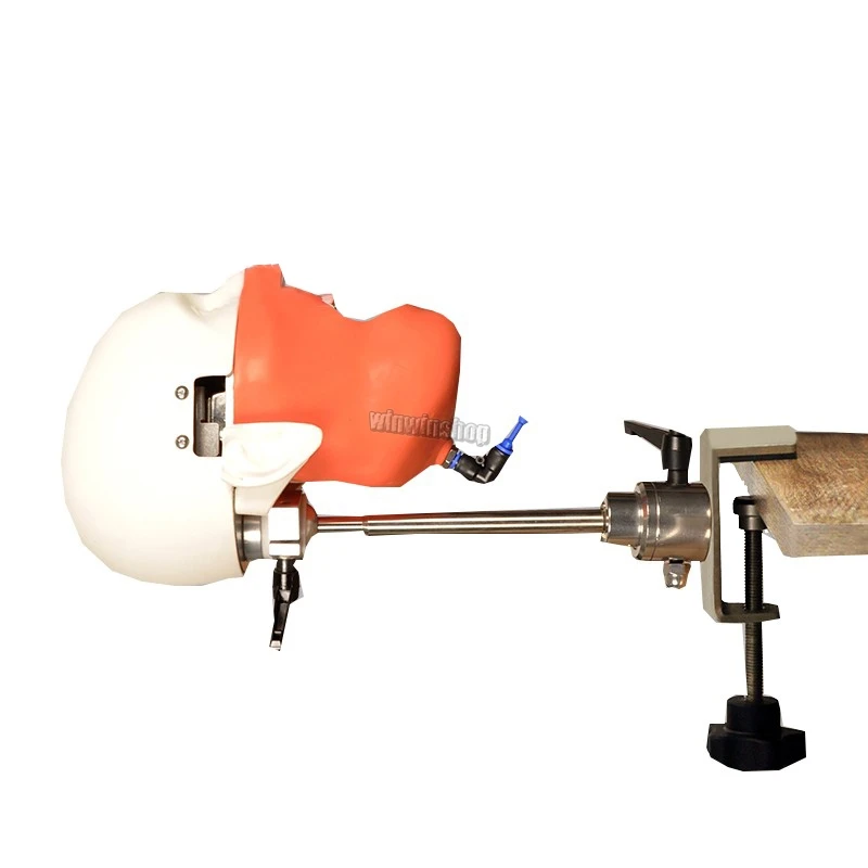 US $377.30 1PC Dental Student Manikins Model And Dental Models Phantom Head For For Teaching And Learning In Dental Classes