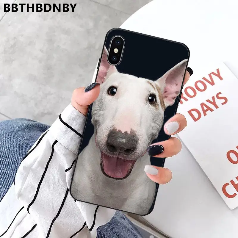 Bull Terrier Dog
