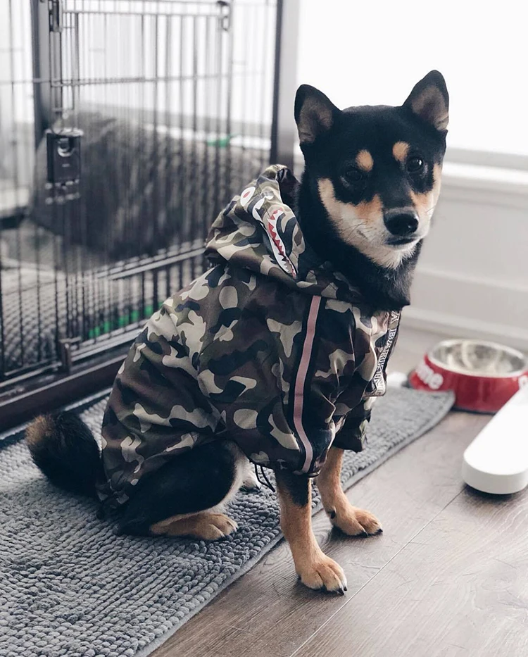 Moda Camouflage Dog impermeabile tuta cappotto antipioggia per cani  mantello per animali Labrador impermeabile Golden Retriever Shark pattern  Jacket|Dog Raincoats| - AliExpress