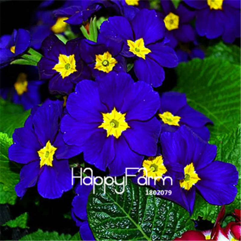 7 Новинка! 100 шт., европейские растения Primula malacoides, примулы, редкие бонсай, цветочные цветы для дома и сада, уличные растения - Цвет: 7