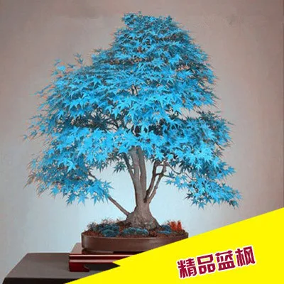 maple (5)