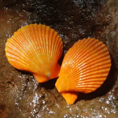 Orange Scallop Natural Seashell Fish Tank Decoration Diy Wedding Wall Stickers Picture Frame Shell | Дом и сад