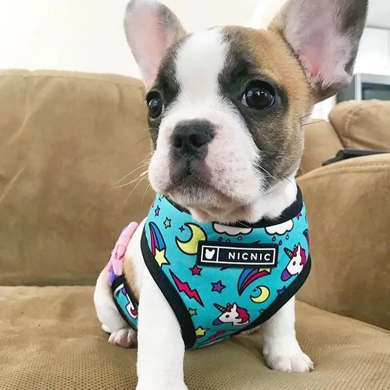 Harnais animal,Harnais pour chien bouledogue français,carlin,petit et moyen gabarit,laisse