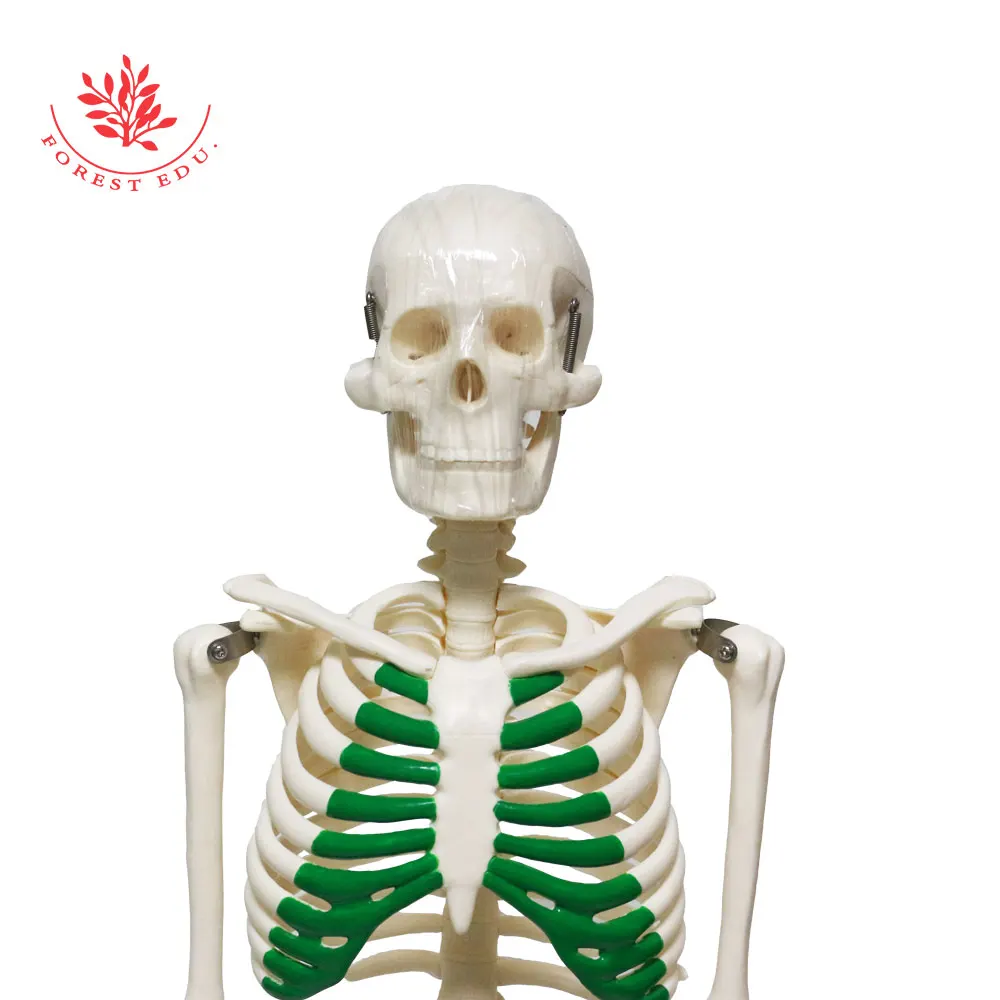 Human Skeleton Model FRT012 Medical Science 85cm Green Thoracic Clinic Pvc Material Education Teaching Research Demonstration