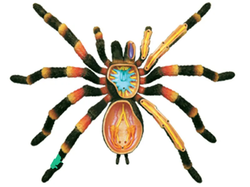 Spider 26112 Собака кошка курица лошадь Акула КИТ биология орган анатомическая модель для медиков обучающая модель 4d мастер головоломка сборка игрушка животное - Цвет: Spider 26112