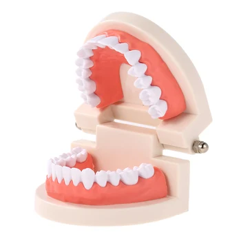 

Dental Child Teeth Teaching Model Adult Teeth Gums Standard Demonstration Tool for Kids Studying Oral Care
