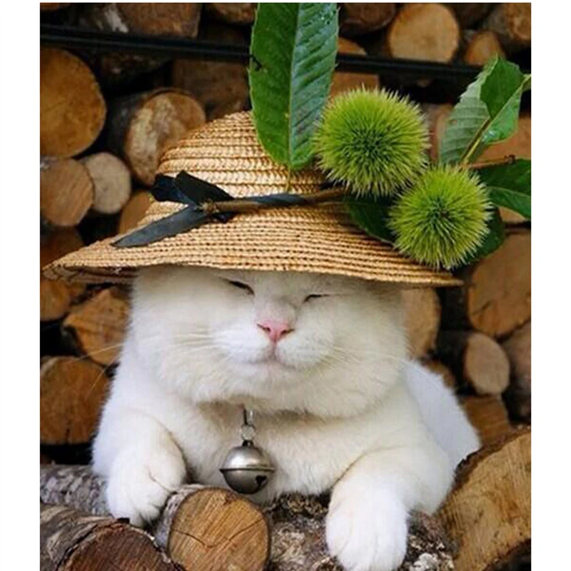 HTB12bFEXvLsK1Rjy0Fbq6xSEXXaj