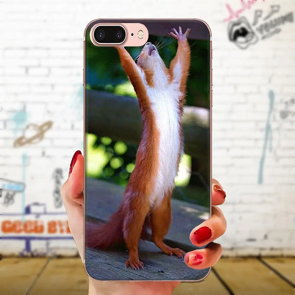 as picture Для Apple iPhone 11 Pro X XS Max XR 4 4s 5 5C 5S SE 6 6S 7 8 Plus прозрачные чехлы из термопластичного полиуретана белка арахис мышь - Цвет: as picture