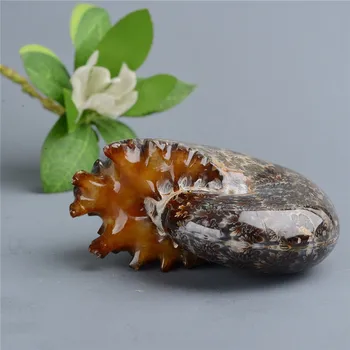 

1pc Natural Shell and Nautilus Conch Minerals from Chrysanthemum Fossil Specimens