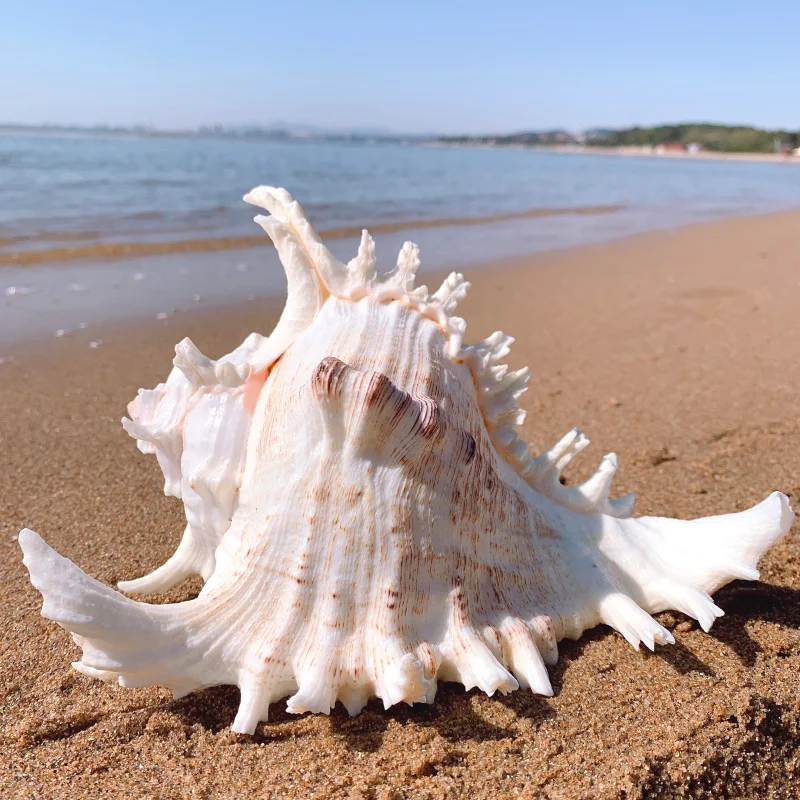 O1CN01lAXwXk1Uqe3XWzS4l_!!1047672569