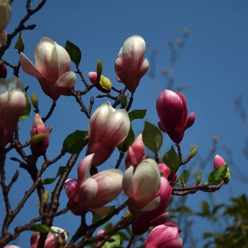 

Artificial flowers High-quality artificial magnolia flower home decoration simulation magnolia branch