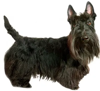 

Dinghy Tuzik overalls warm Scottish Terrier dog