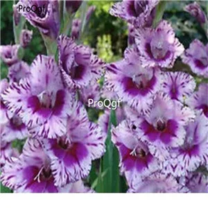 1 Ngryise 30 шт набор Vaniot Houtt gladiolus - Цвет: 1