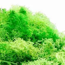 20 г Красочный натуральный Искусственный мох завод DIY сушеный олень мох 3D Декор ногтей Советы DIY УФ из эпоксидной смолы наполнение ювелирных изделий