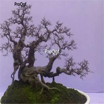 

Ngryise 500Pcs A Set Sageretia theezans