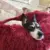 Собака Кровать Кошка Дом Длинный Плюшевый Pet Кровать Успокаивающие Кровати Pet Корзина Питомник Собака Круглая Подушка Кошки Зимняя Подушка Теплый Спальный Мешок Коврик