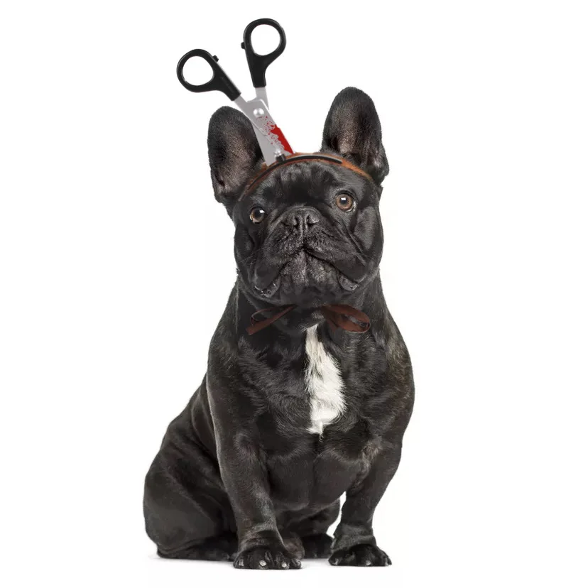 

Halloween Party Decoration Christmas Pet Cat Dog Simulation Props Saw Axe Hat Small Dogs Product Cute Funny Cosplay Gift