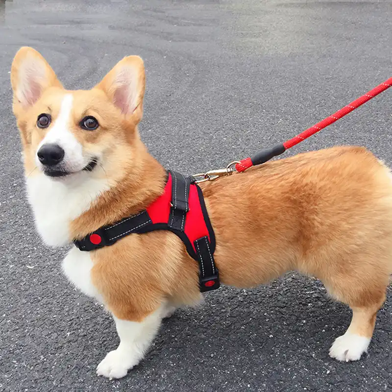 personalized dog harness