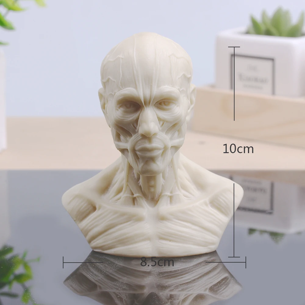 [MGT] Sculpture Musculoskeletal Skull Bust Small Plaster Home Decoration Resin Art and Craft Sketch Practice Office | Дом и сад